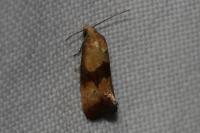 Eupoecilia sanguisorbana