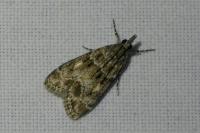 Eudonia mercurella
