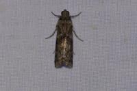 Phycita roborella