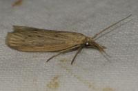 Ematheudes punctella