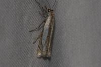 Crambus pascuella