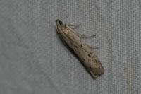 Phycitodes