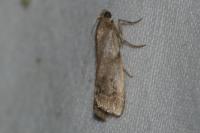 Acrobasis