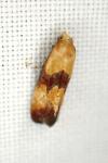 Eupoecilia sanguisorbana