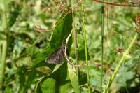 Odezia atrata