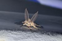 Lymantria dispar
