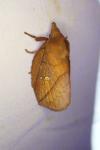 Euthrix potatoria