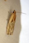 Eucosma cana