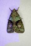 Cryphia algae