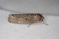 Spodoptera exigua