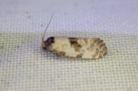 Cochylis molliculana