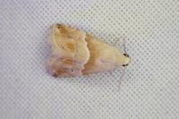 Eublemma parva