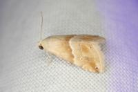 Eublemma parva