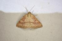 Aplasta ononaria