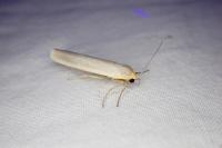 Manulea complana