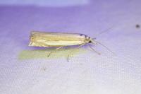 Crambus pascuella