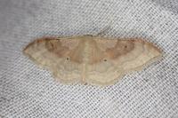 Idaea degeneraria
