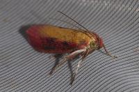 Oncocera semirubella