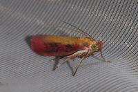 Oncocera semirubella