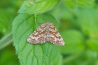 Ematurga atomaria