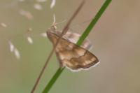 Idaea circuitaria