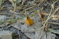 Setina irrorella