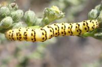 Cucullia lychnitis
