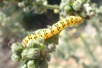 Cucullia lychnitis