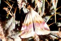Eublemma ostrina