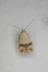 Odites kollarella