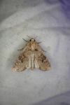 Anarta trifolii