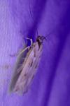 Stomopteryx detersella