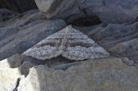 Scotopteryx bipunctaria