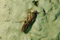Pyroderces argyrogrammos