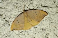 Watsonalla binaria