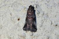 Acrobasis suavella