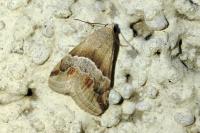 Eublemma parva