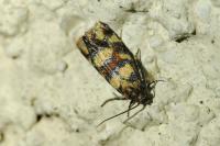 Aethes tesserana