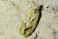 Agapeta hamana