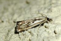 Catoptria falsella