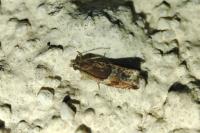 Ancylis obtusana