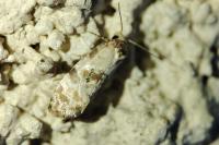 Cochylis molliculana
