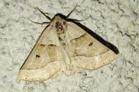 Crocallis elinguaria