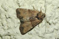 Mesoligia furuncula