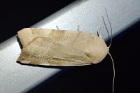 Noctua fimbriata / Noctua tirrenica