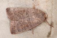 Hoplodrina ambigua