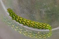 Anarta myrtilli