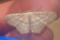 Scopula nigropunctata