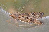 Nomophila noctuella