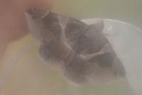 Dysgonia algira